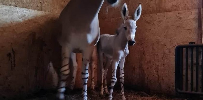 Radosna nowina w płockim zoo. Urodził się osiołek somalijski. Ale słodziak! 