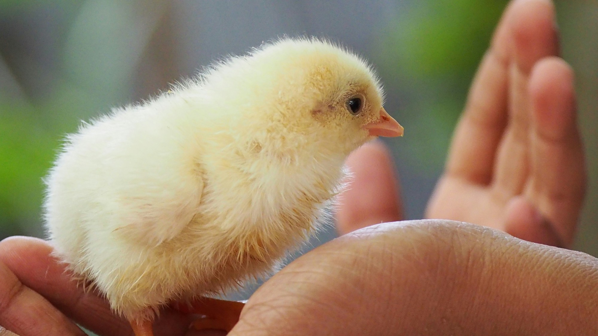Biotechnologická firma vyliahla kuriatka z umelej škrupiny. 