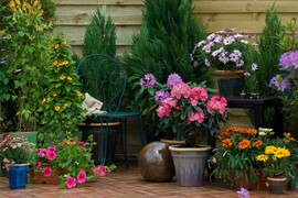 7 sorti CVEĆA koje je najlakše  uzgajati u SAKSIJAMA NA TERASI - uspeva i apsolutnim početnicima