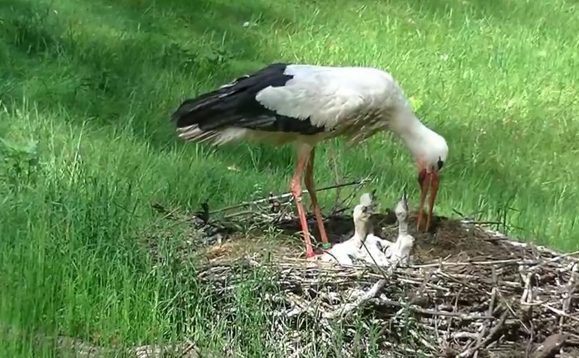 Mali mieszkańcy Nowego Zoo