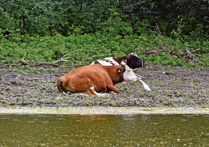Plitke bare, vlažne livade i pašnjaci su takođe pod strogom zaštitom