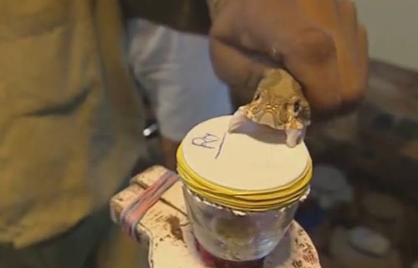 "Muženje" zmije otrovnice