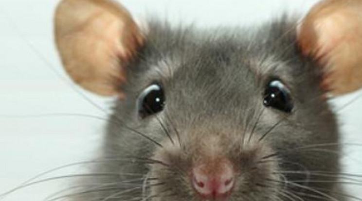 Durva dolgokat művelnek a patkányok New Yorkban - Videó!