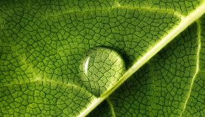 Leafy greens are packed with chlorophyll, which is a great source of nutrition.Mark Mawson/Getty Images