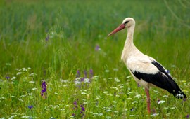 te-ptaki-zwiastuja-wiosne-ile-o-nich-wiesz-mniej-niz-710-to-lekki-wstyd