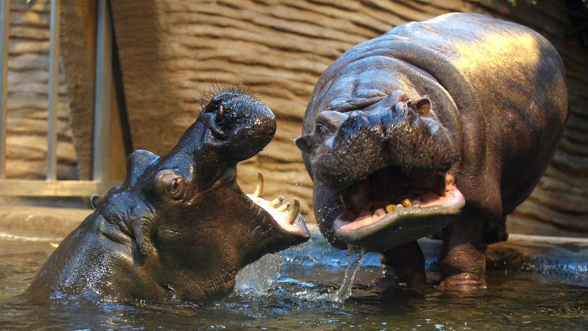 WARSZAWA WARSZAWSKIE ZOO HIPOPOTAMY