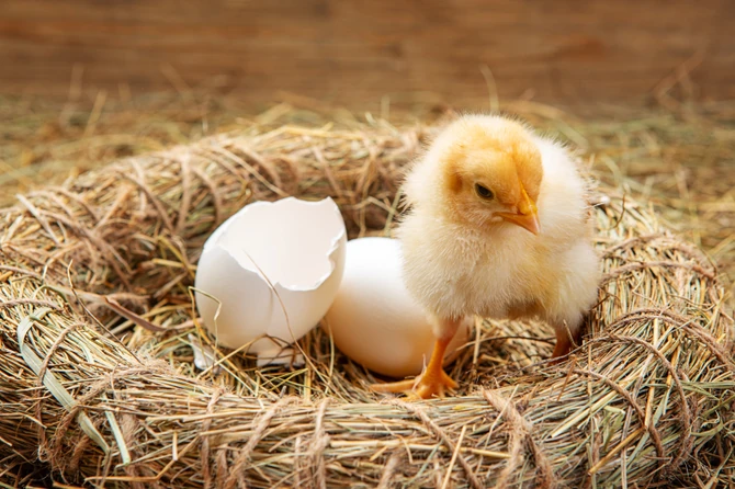 Šta je starije – kokoška ili jaje?