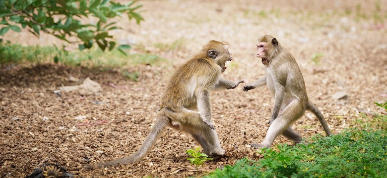 Małpi gang przejął miasto w Tajlandii. Turyści muszą mieć się na baczności