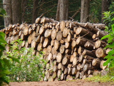 Za nielegalne wycięcie drzewa można zapłacić kilkaset tysięcy złotych