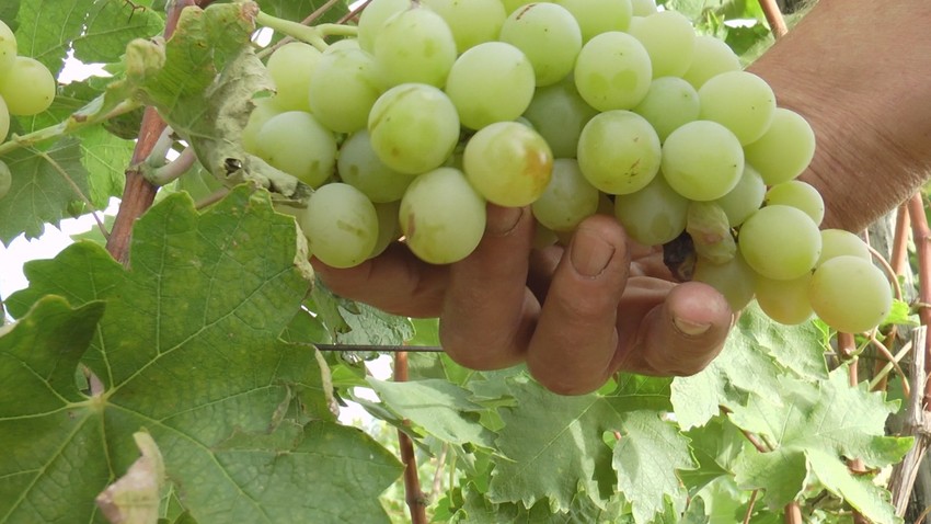 Za sisteme protiv smrzavanja do 370 hiljada dinara po hektaru