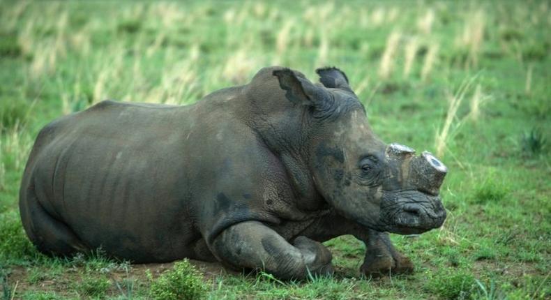 South Africa is home to around 20,000 rhinos, roughly 80 percent of the worldwide population.