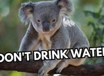 5 animals that don't drink water and why