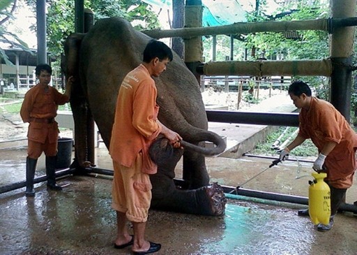 THAILAND - ELEPHANT - TOURISM