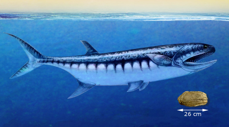 Az ősi tengerekben portyázó ragadozó hasonlíthatott a nagy fehér cápára, kora egyik csúcsragadozója lehetett/Fotó:Northfoto