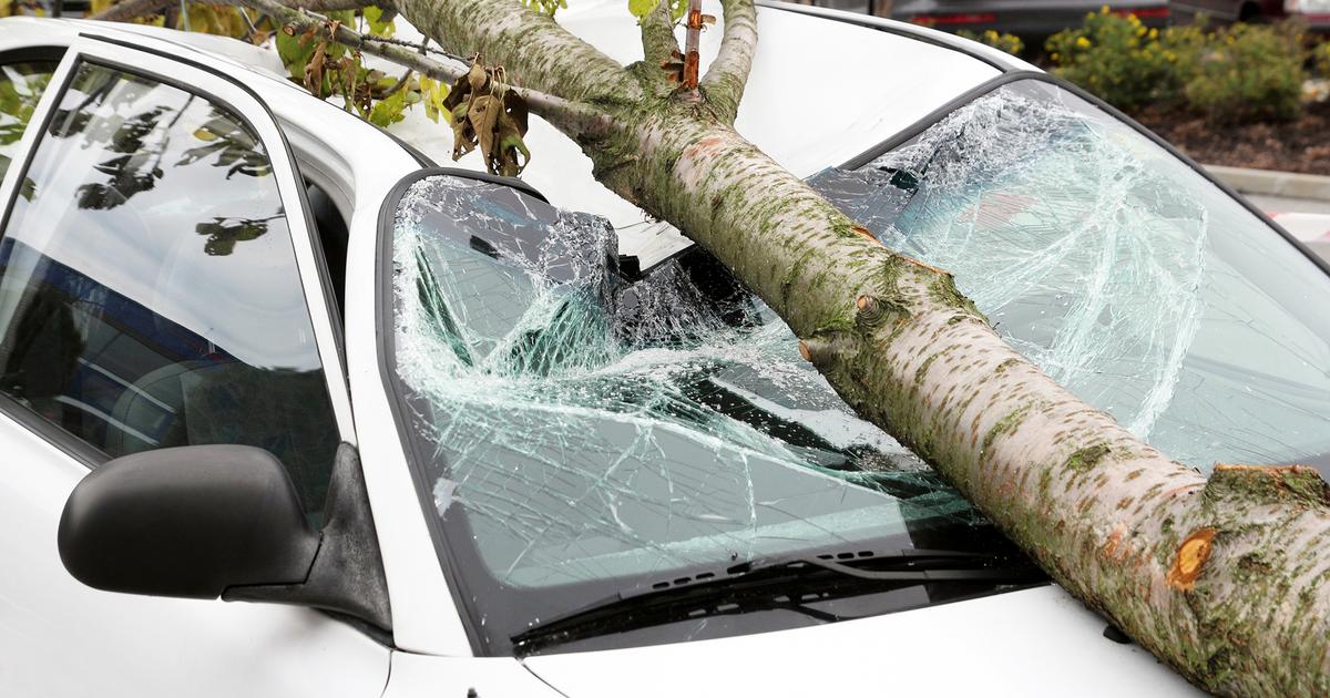 Drzewo Przewrócone Na Samochód - Kto Zapłaci Za Naprawę?