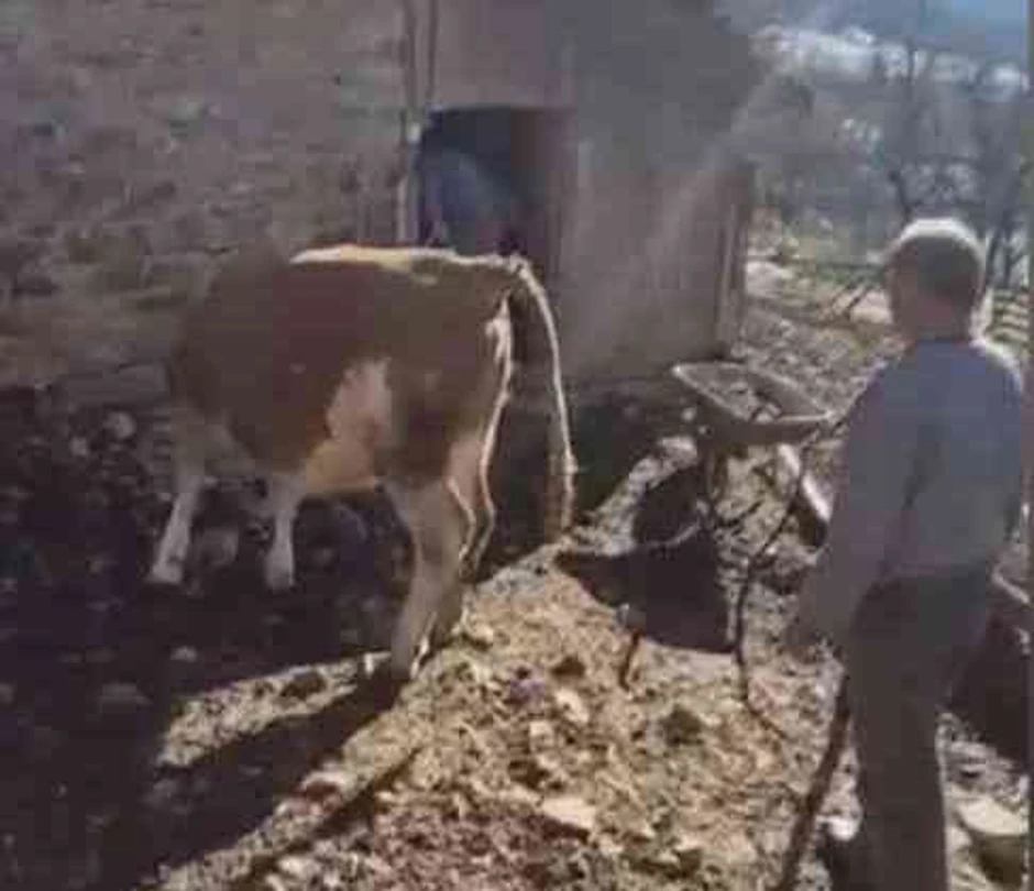 Zoran dobio kravu na poklon