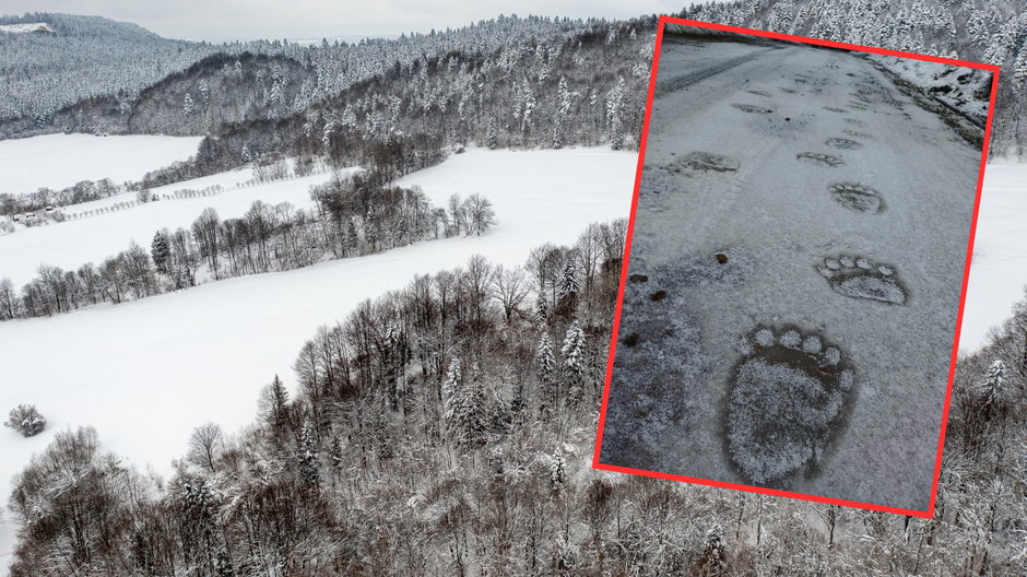 Leśnicy pokazali zdjęcie tropów niedźwiedzia w Bieszczadach (screen: Nadleśnictwo Baligród, Lasy Państwowe, Fot. Damian Stemulak/Facebook)