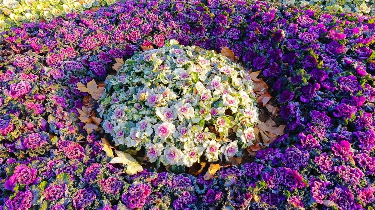 O plantă bizară face senzație în florării. E ieftină, rezistă până la -5 grade și ornează spectaculos grădina: „O noutate pentru noi"