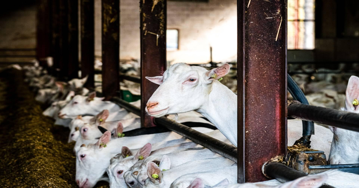 841-longontstekingen-per-jaar-door-geitenstallen-zegt-Gezondheidsraad