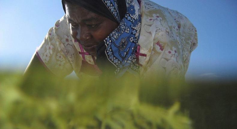 Seaweed farmer Nyafu Juma Uledi tends her crop in tidal pools near the village of Bwejuu on Zanzibar island, Tanzania, in a file photo. REUTERS/Finbarr O'Reilly