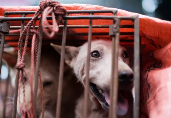 Tysiące skatowanych psów w ciągu dziesięciu dni. Chiński festiwal psiego mięsa znowu zbiera krwawe żniwo