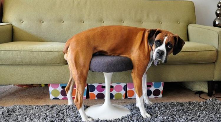 Mókás állatok, akik egyszerűen nem értik a bútorok létezésének okát - Képek