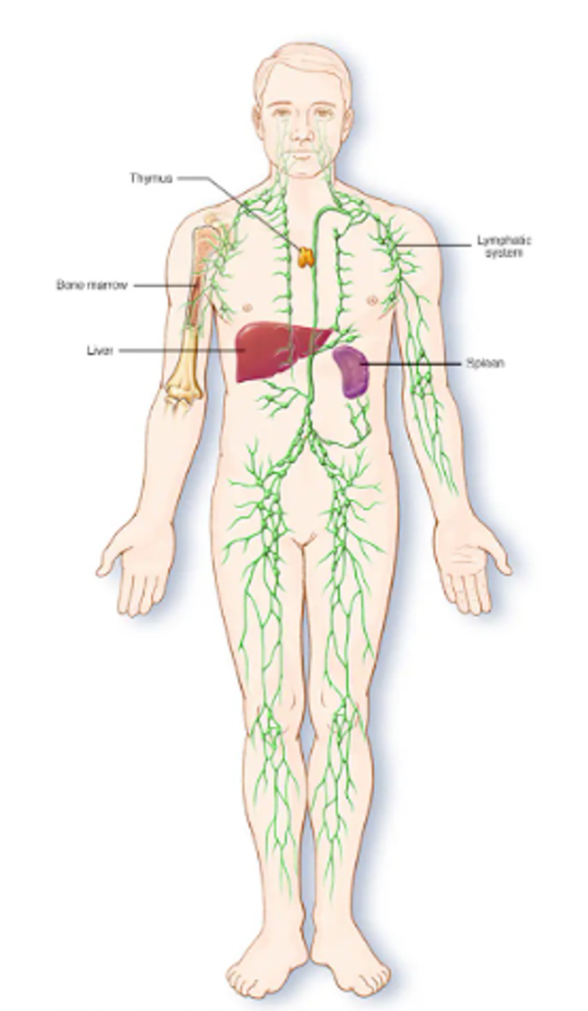 Limfni sistem je deo imunog sistema tela, koji štiti od infekcija i bolesti