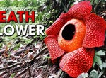 Here’s the worst-smelling but biggest flower in the world
