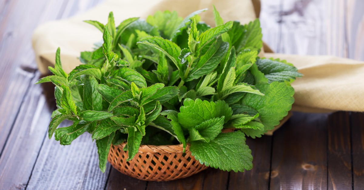 Melisa – działanie, właściwości lecznicze, zastosowanie