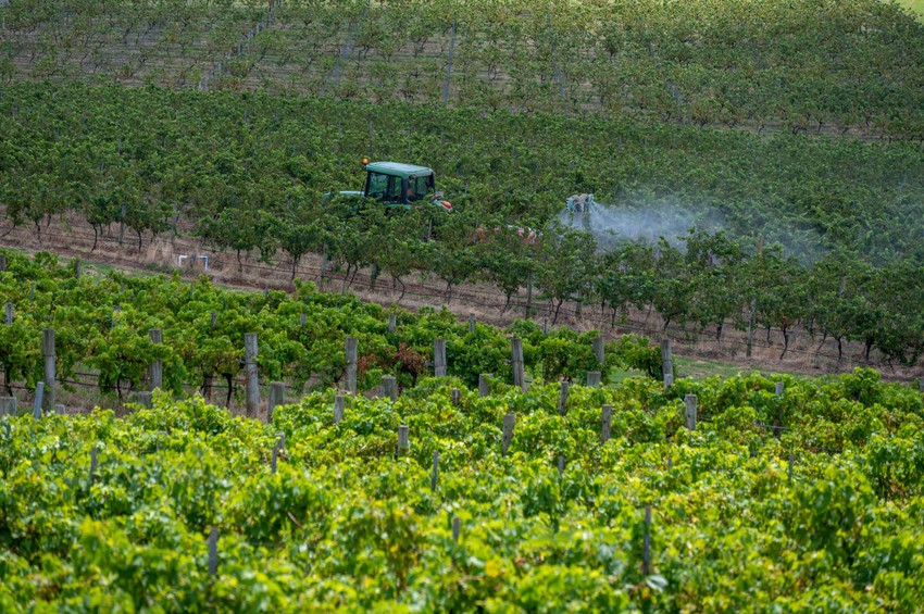 Rast oko četvrtine vinove loze u oblastima kao što je Grifit mora biti zaustavljen