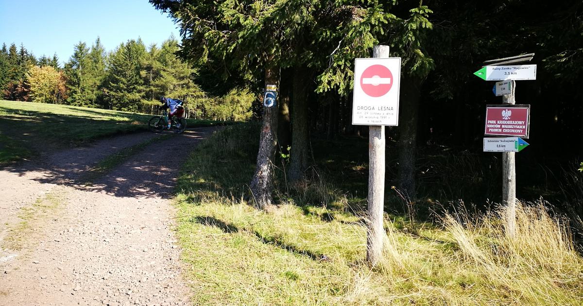  Samochodem do lasu na grzyby. Jak nie zasłużyć na mandat?