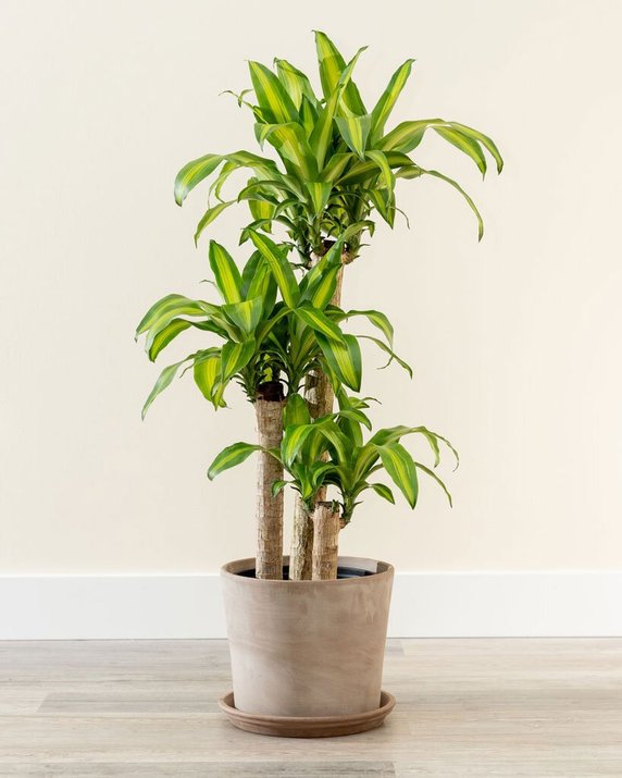 Dracena wonna, łac. dracaena fragrans ‘massangeana’