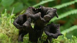 Dziwny grzyb z polskich lasów. Niemcy nazywają go trąbką umarłych