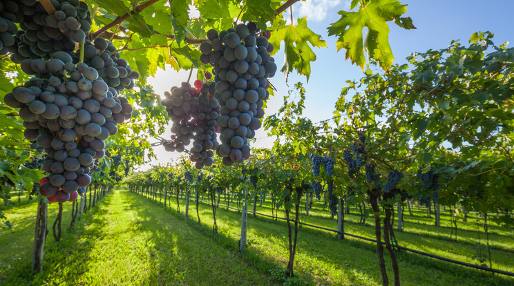 A globális felmelegedés hatására egyre gyorsabban érik be a szőlő, ami ronthat a bor minőségén Fotó: Shutterstock 