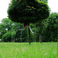 Cecylia Malik – 365 drzew