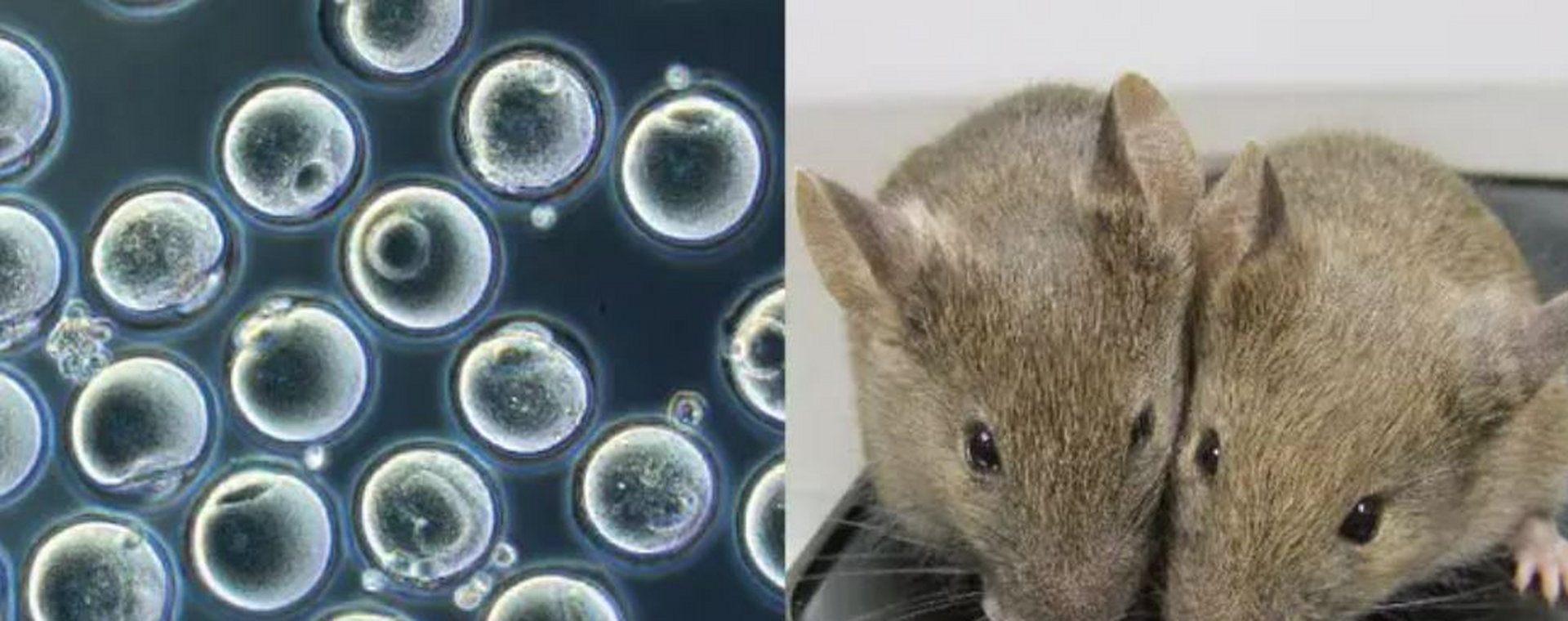  Naukowcy z Japonii mówią, że stworzyli mysz z dwóch biologicznych ojców.
