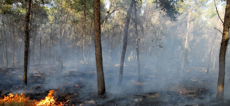 Zaostrzają się kary za podpalenia i rajdy w lesie. Nawet 30 000 zł grzywny