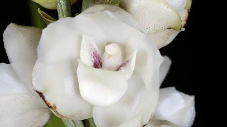 San mu je bio da pronađe retke i nepoznate divlje biljke, kao što su panamski nacionalni cvet Peristerija, koji je imenovao Vilijam Džej Huker 1831. godine | Foto: AFP via Getty Images