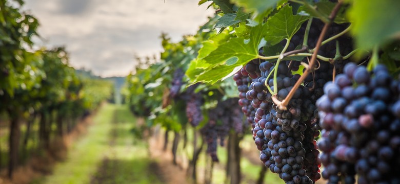 Ważne zmiany dla rolników. Setki milionów złotych dla producentów owoców, którzy ponieśli straty z powodu przymrozków i gradobić