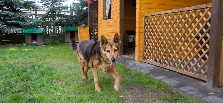 Białystok: akcja zachęcająca do adopcji starszych psów