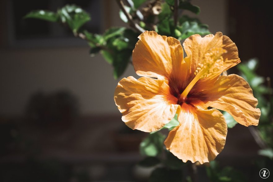 Kwiat hibiskusa (Hibiscus)