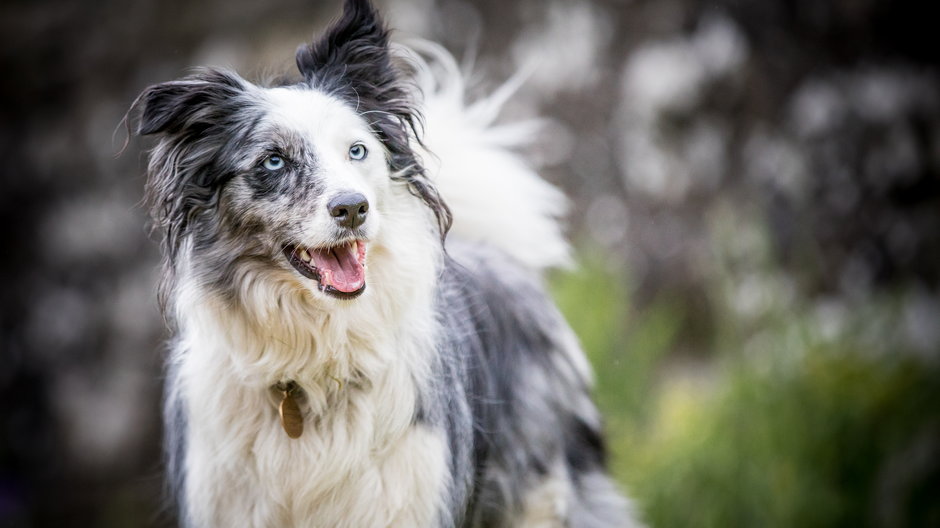 Border collie - SAJ/stock.adobe.com