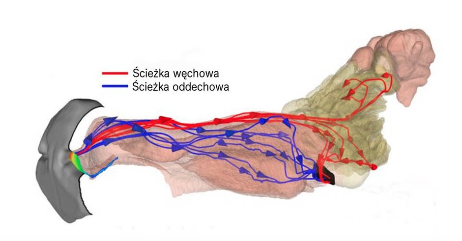 Drogi przepływu powietrza wewnątrz psiego nosa. Na niebiesko zaznaczono przepływ powietrza służącego oddychaniu, na czerwono – węszeniu