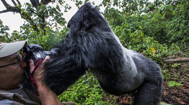 Levert egyet a fotósnak egy gorilla / Fotó: Profimedia-Reddot