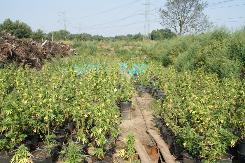 Plantacja konopi pod Szczercowem 