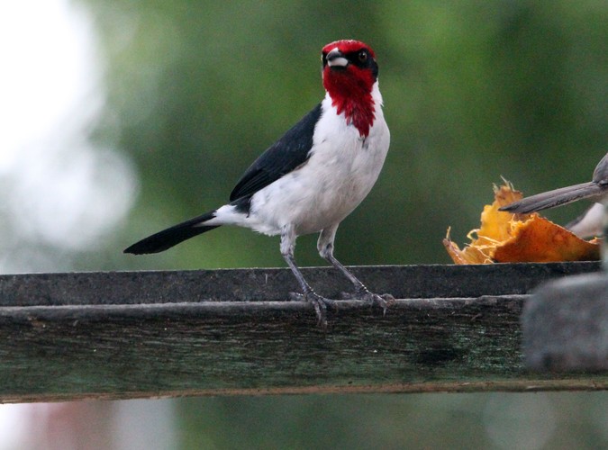 Wenezuela - Los Llanos