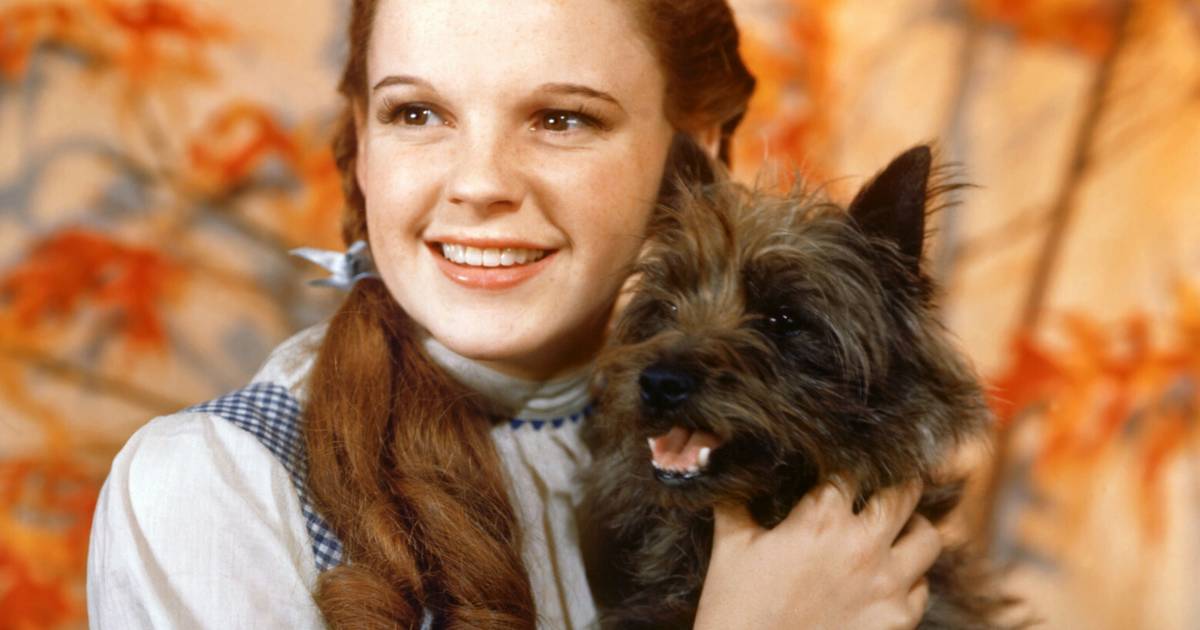 Smutne dzieciństwo Judy Garland. Nazywali ją "grubą małą świnią z warkoczami"