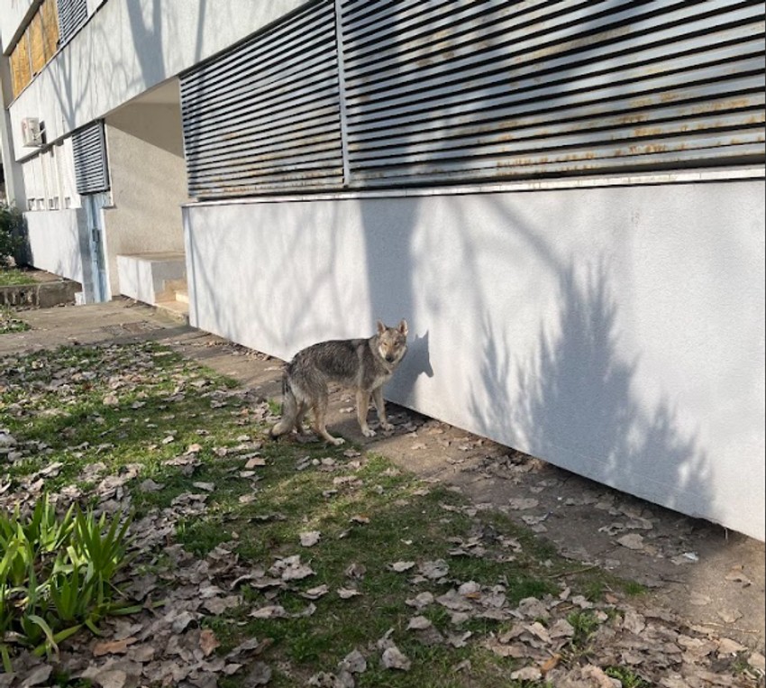 Neobična životinja na Novom Beogradu