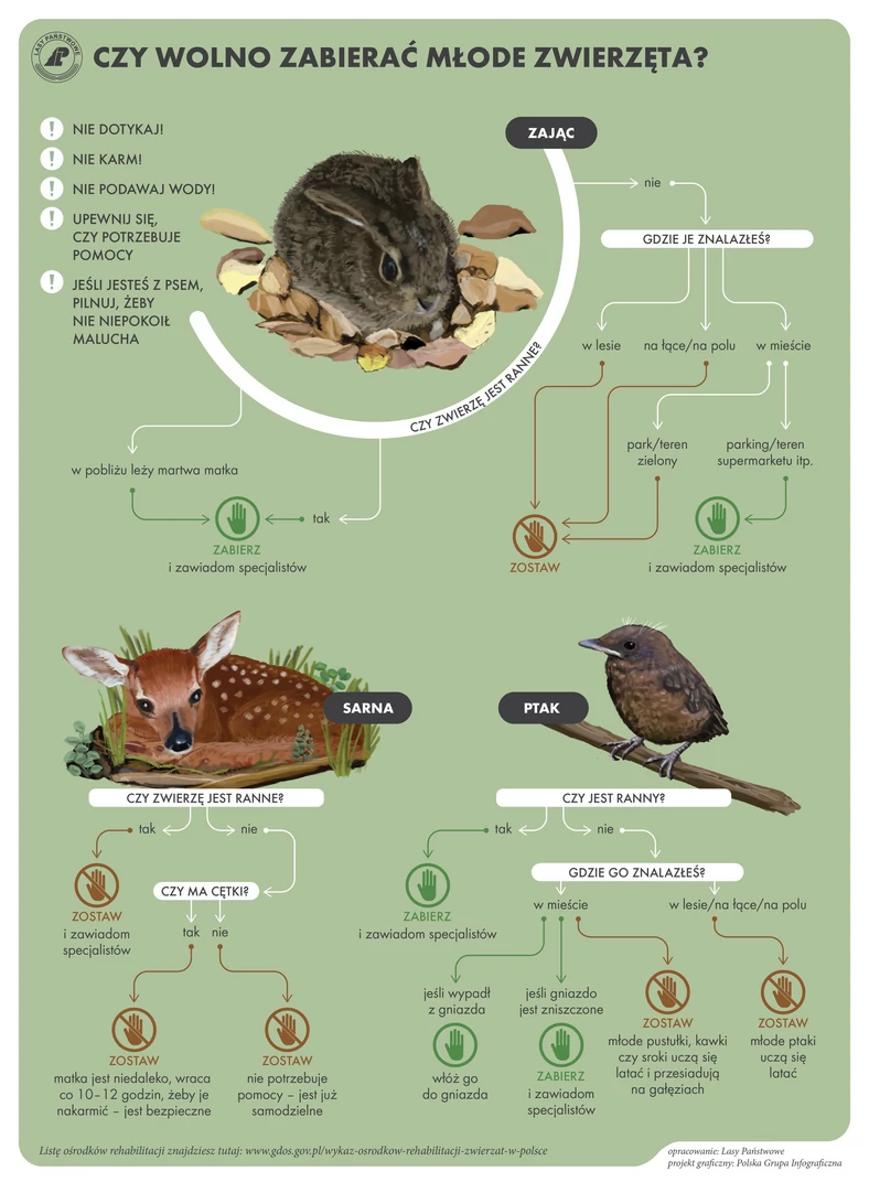 Co zrobić gdy znajdziesz młode zwierzę w lesie?