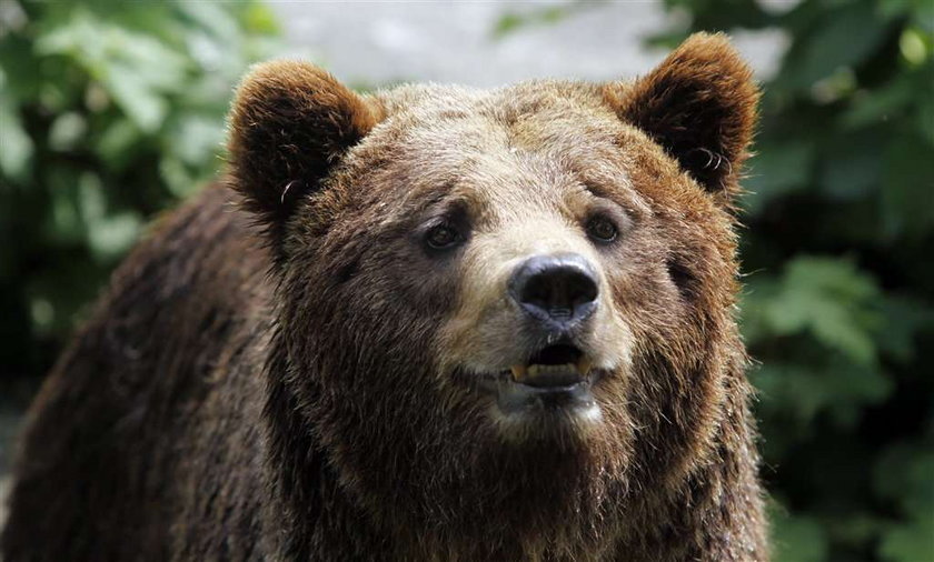 W Tatrach zabito niedźwiedzia